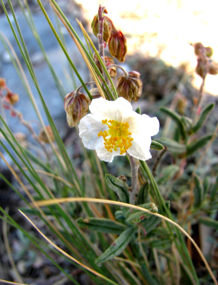 Image of Helianthemum apenninum specimen.