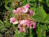 Hydrangea paniculata