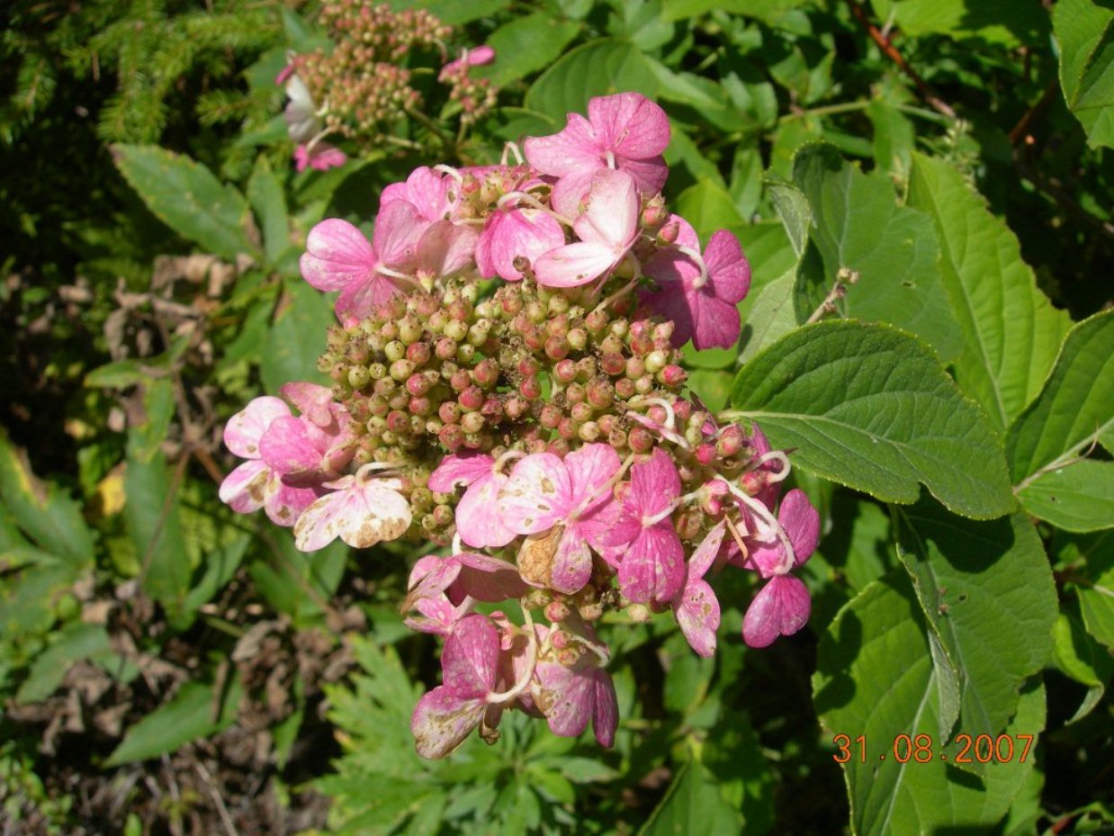 Image of Hydrangea paniculata specimen.