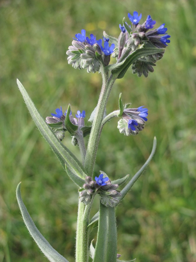 Image of Anchusa leptophylla specimen.