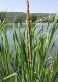 Typha &times; glauca