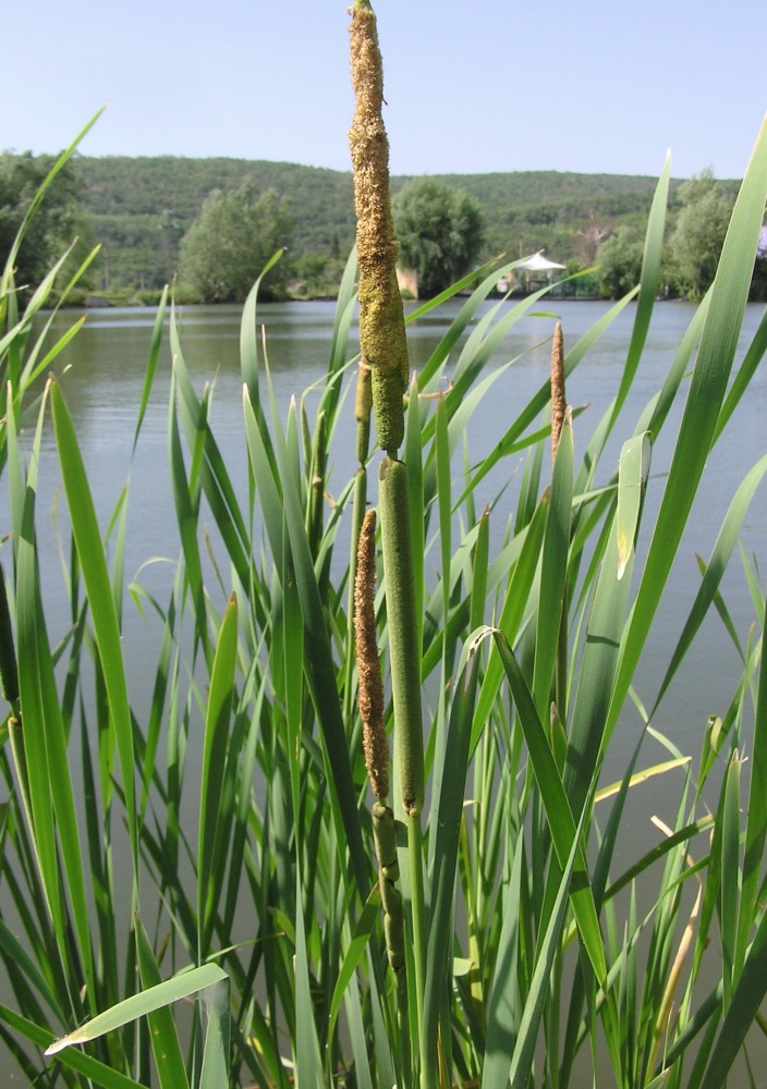 Image of Typha &times; glauca specimen.