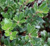 Arctostaphylos uva-ursi