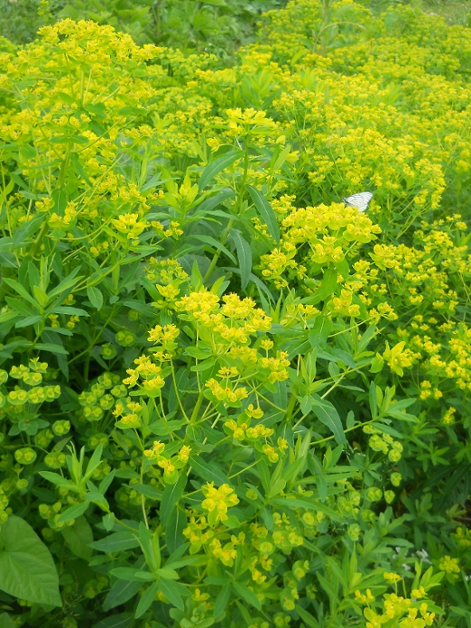 Image of Euphorbia semivillosa specimen.