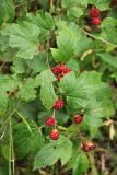 Rubus crataegifolius