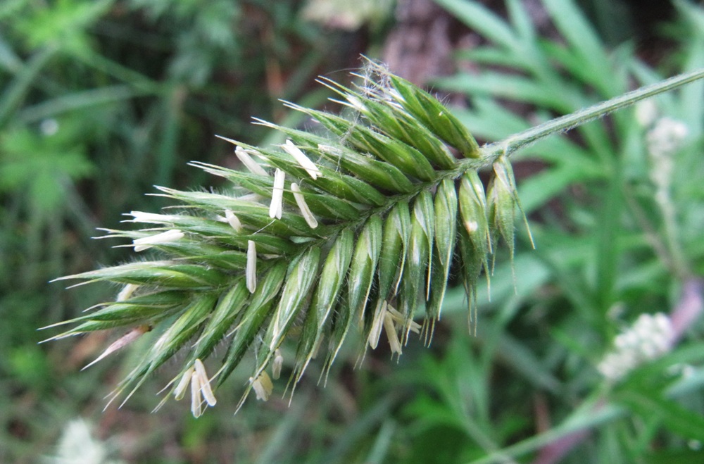 Изображение особи Agropyron cristatum.