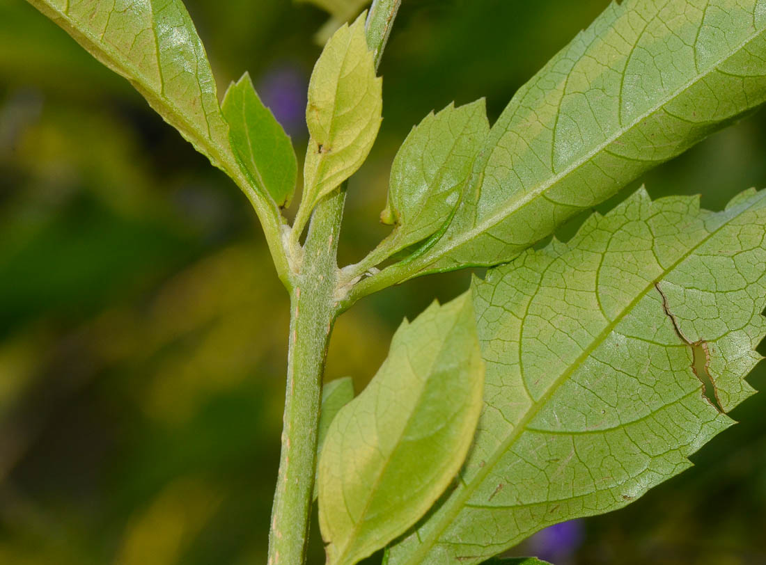 Image of Duranta erecta specimen.