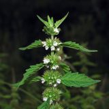 Image of taxon representative. Author is Евгений Захаров