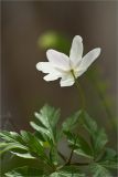 Anemone nemorosa. Верхушка цветущего растения. Ленинградская обл., Кингисеппский р-н, окр. оз. Глубокое. 09.05.2012.
