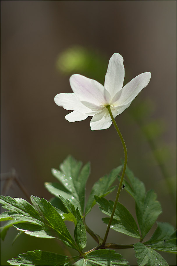 Изображение особи Anemone nemorosa.