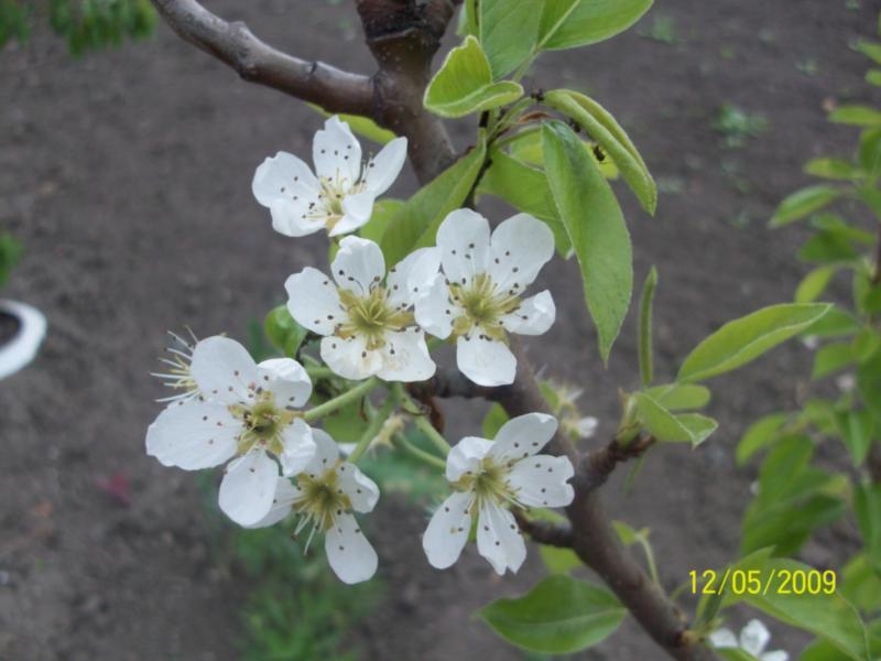 Image of Pyrus communis specimen.