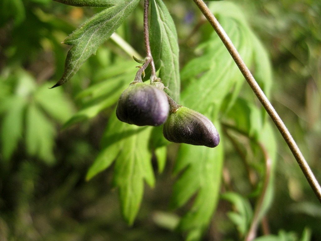 Image of Aconitum woroschilovii specimen.