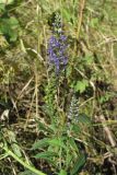 Veronica longifolia. Верхушка цветущего растения. Ростовская обл., Усть-Донецкий р-н, станица Усть-Быстрянская. 08.09.2012.