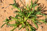 Haplophyllum tuberculatum. Молодое вегетирующее растение в лёссово-песчаной пустыне. Израиль, западный Негев, между киббуцами Паран и Эшколь. 21.02.2013.