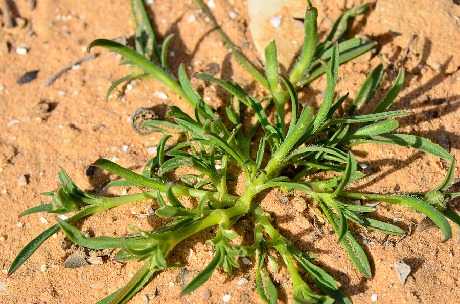Image of Haplophyllum tuberculatum specimen.