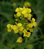Sisymbrium loeselii