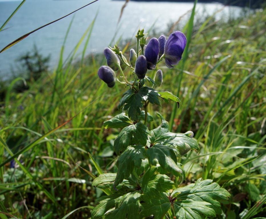 Изображение особи род Aconitum.