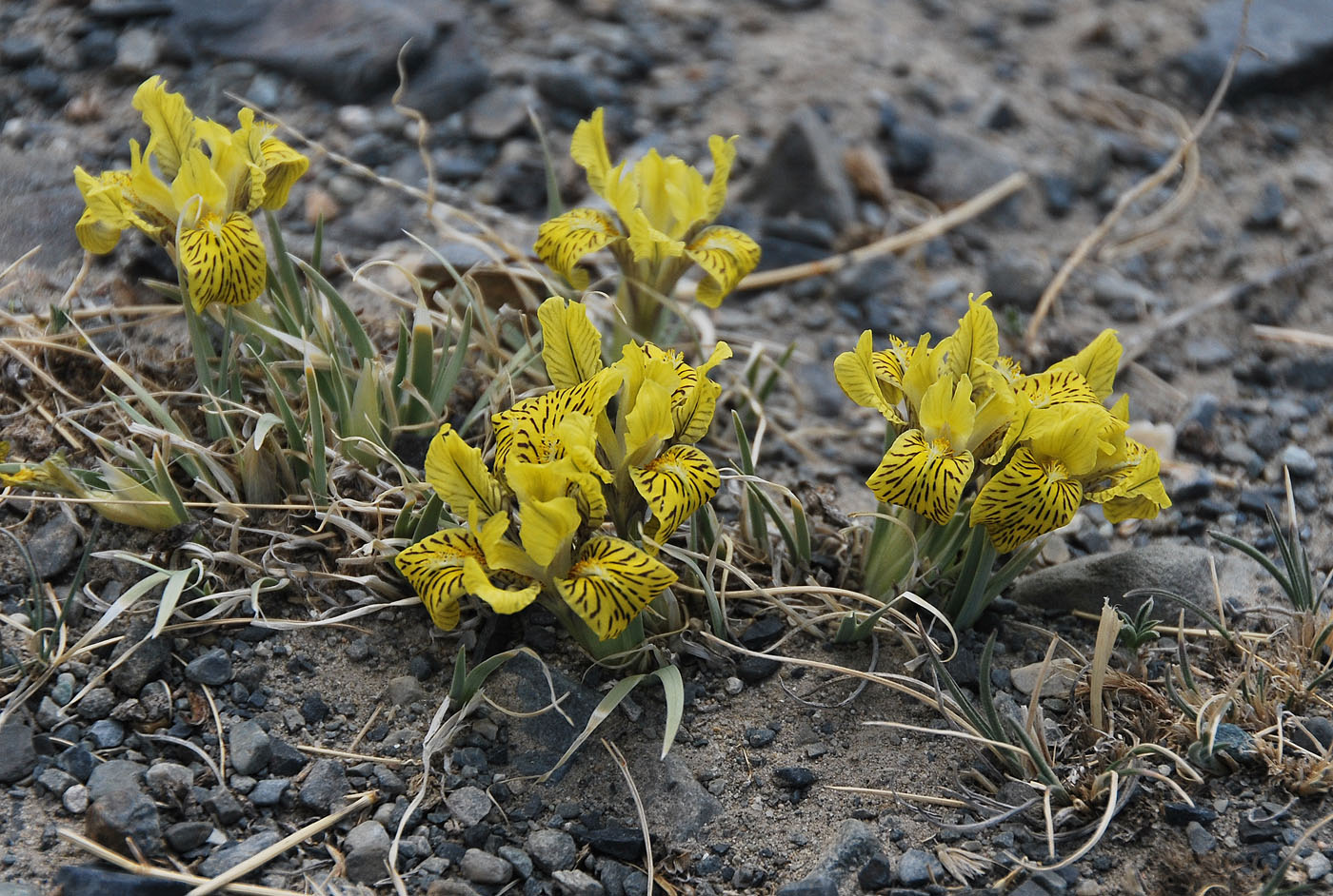 Image of Iris potaninii specimen.