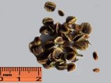 Nothofagus × alpina