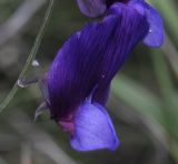 Lathyrus digitatus