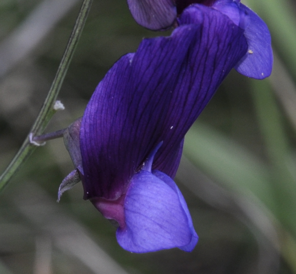 Изображение особи Lathyrus digitatus.