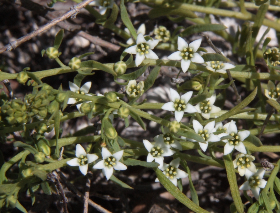 Image of genus Thesium specimen.