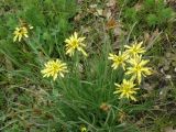 Scorzonera mollis. Цветущее растение. Украина, Днепропетровская обл., бассейн р. Самары, балка Бандурка. 02.05.2009.