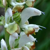 Salvia verbascifolia