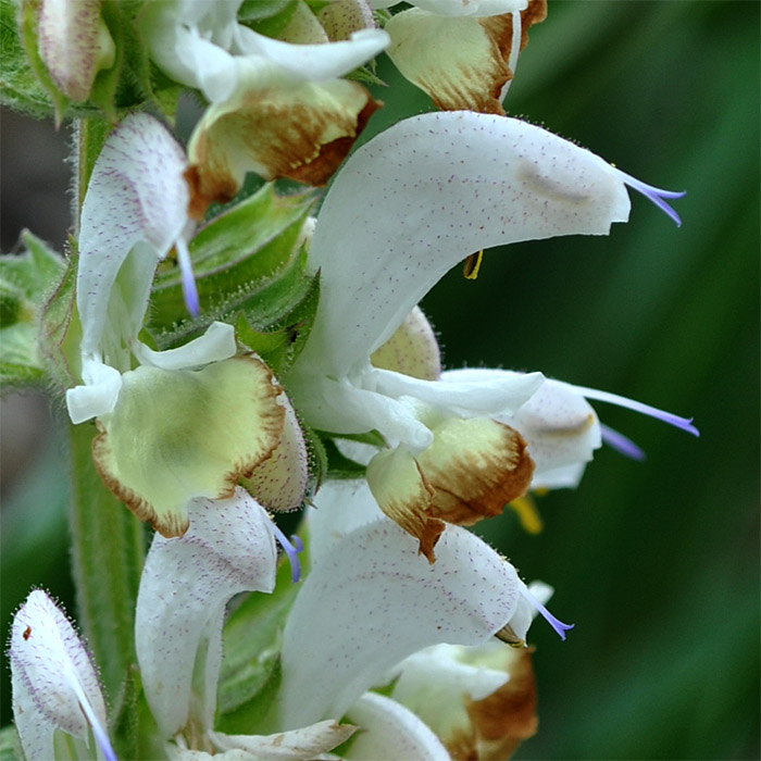 Изображение особи Salvia verbascifolia.