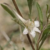 Delphinium rugulosum. Цветок. Западный Казахстан, западный чинк плато Устюрт 18 км NNO п. Бейнеу. 04.05.2013.