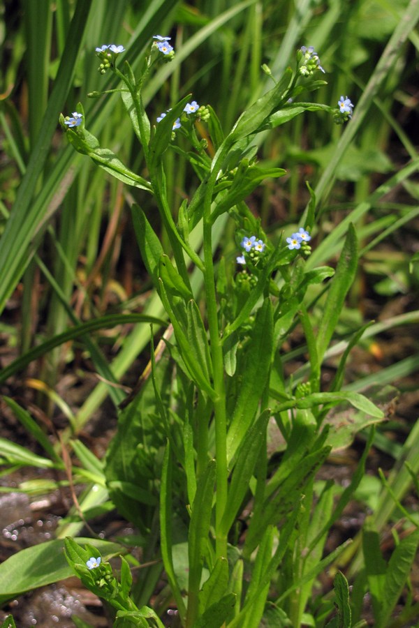 Изображение особи Myosotis cespitosa.