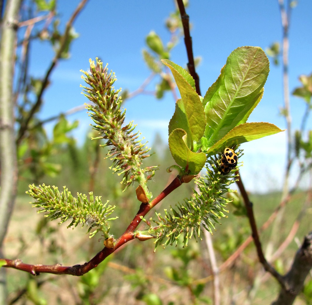 Image of Salix pyrolifolia specimen.