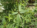 Galium boreale. Часть стебля с листьями и побегом. Московская обл., Лотошинский р-н, окр. дер. Савостино, песчаный берег р. Русса. 12.06.2013.