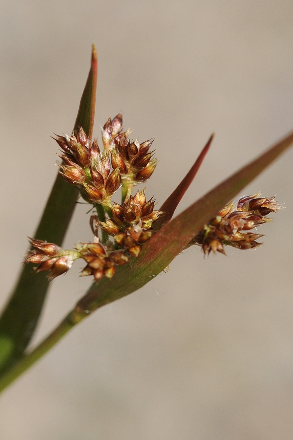 Image of Luzula multiflora specimen.