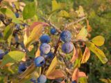 Prunus stepposa. Часть ветви с плодами. Краснодарский край, окр. г. Крымск, склон горы. 29.06.2013.