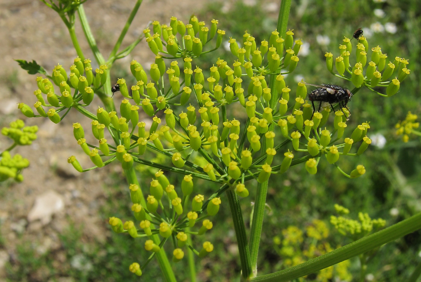 Image of Pastinaca sativa specimen.