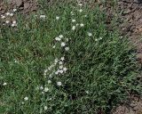 Gypsophila elegans