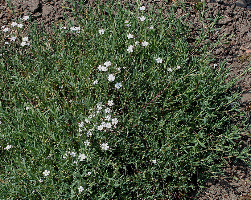 Изображение особи Gypsophila elegans.