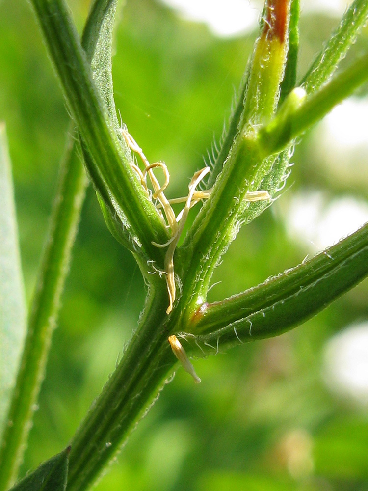 Image of Erigeron annuus specimen.