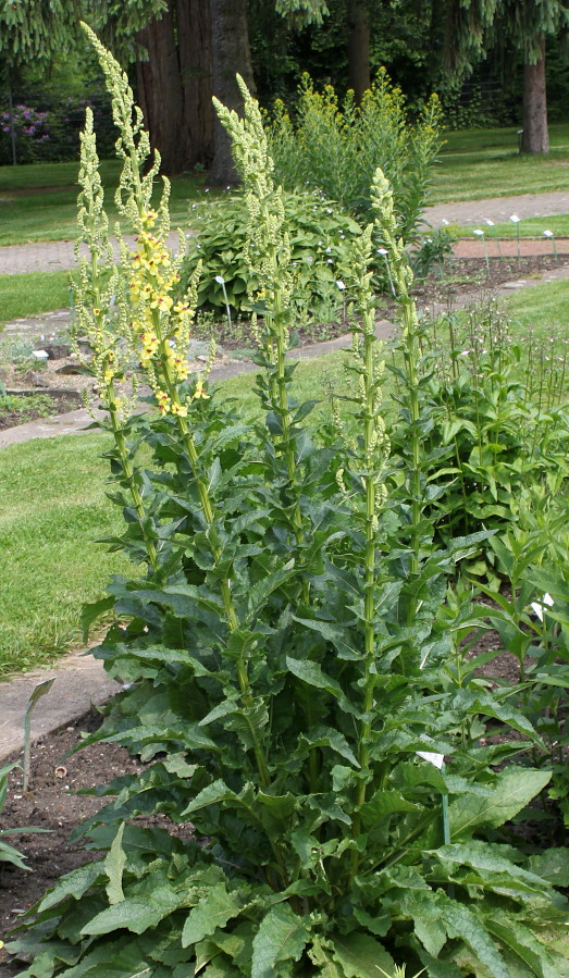 Image of Verbascum pyramidatum specimen.
