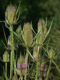 Dipsacus fullonum. Верхушка цветущего растения. Украина, Закарпатская обл., Свалявский р-н, галечный островок посреди р. Пиня возле с. Солочин. 19 июля 2013 г.