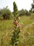 Odontites vulgaris. Верхушка цветущего растения. Украина, г. Запорожье, балка возле пос. Солнечный. 17.08.2013.