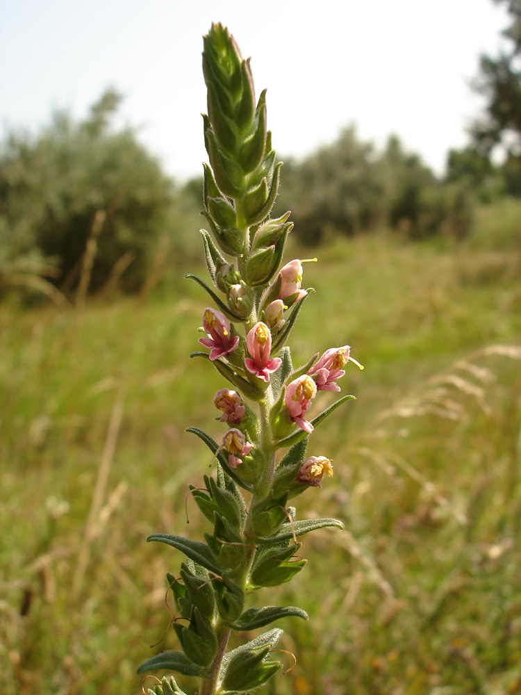 Изображение особи Odontites vulgaris.