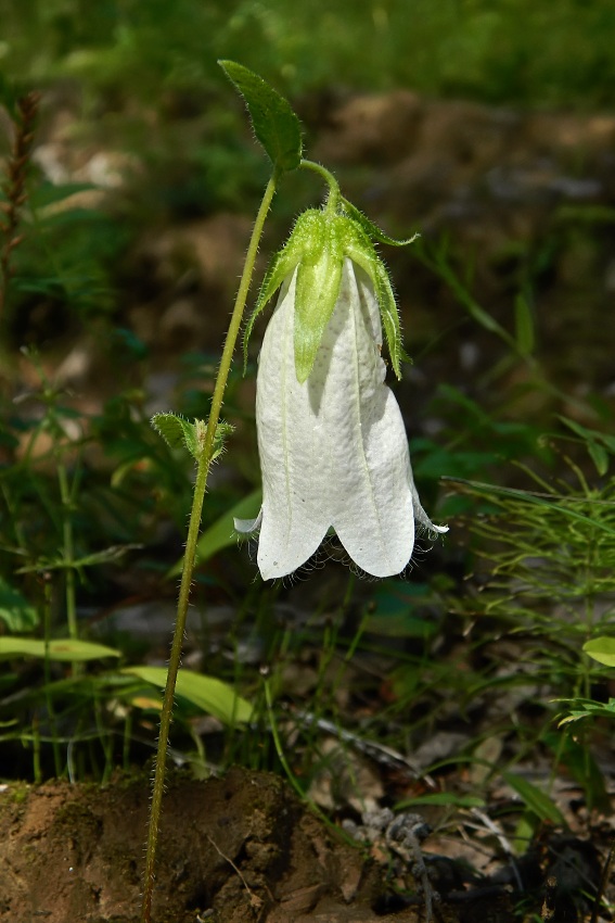 Изображение особи Campanula punctata.