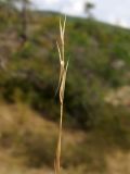 Stipa capillata. Ось осыпавшейся метёлки. Краснодарский край, г. Новороссийск, ур. Широкая Балка, прибрежная гора, можжевеловое редколесье. 25.08.2013.