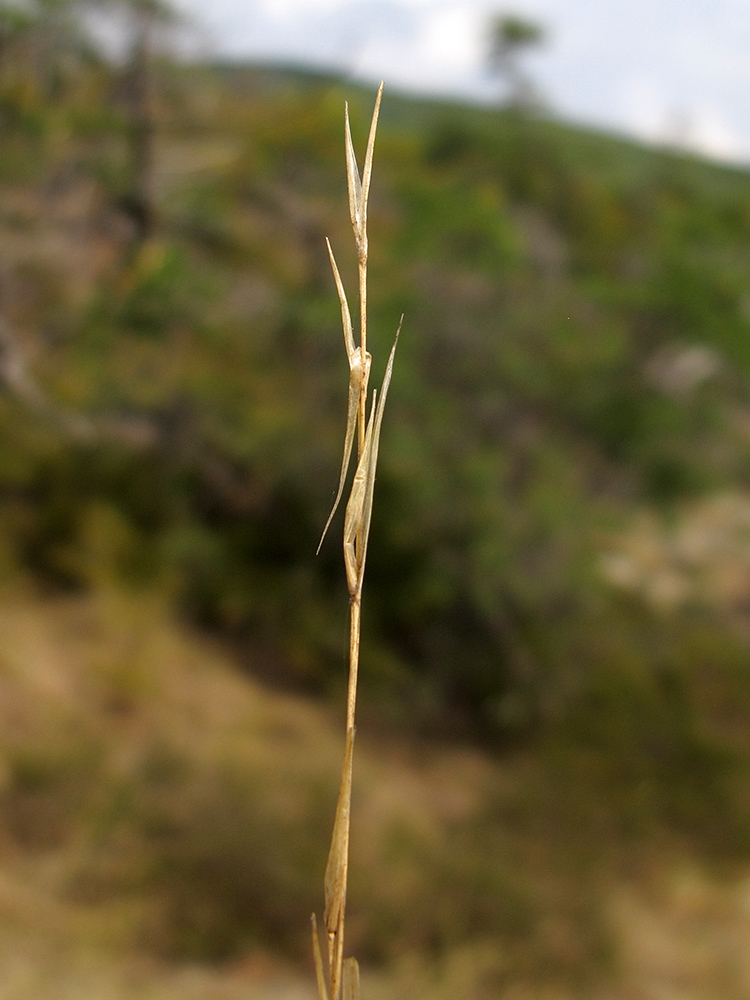 Изображение особи Stipa capillata.