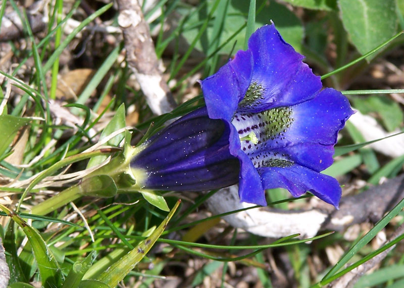 Image of Gentiana acaulis specimen.