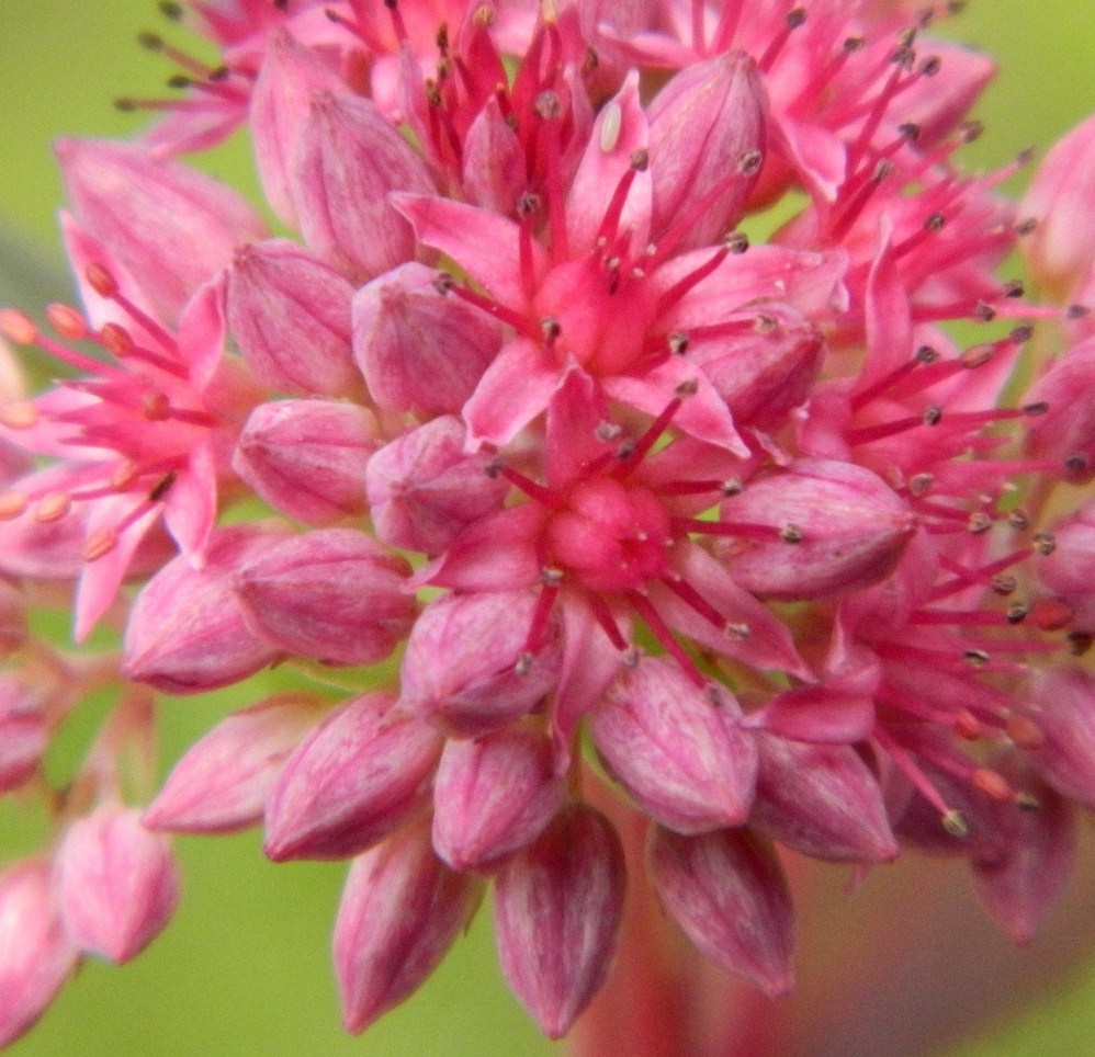 Изображение особи Hylotelephium triphyllum.