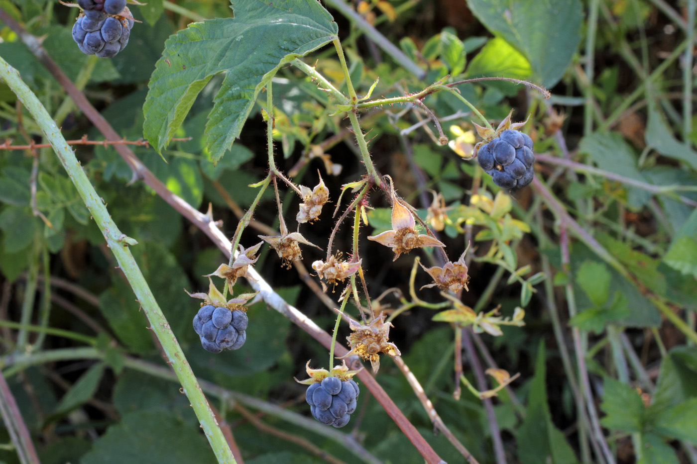 Image of Rubus caesius specimen.