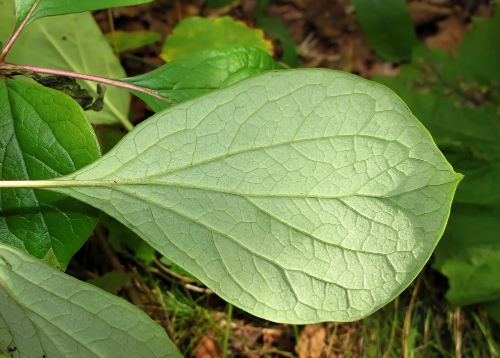 Image of Paeonia obovata specimen.